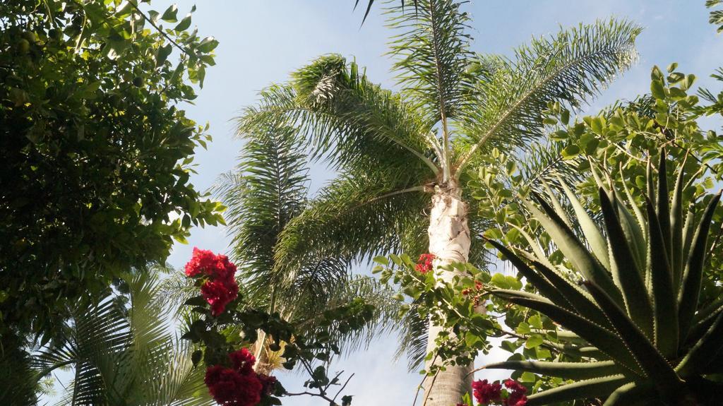 Casa De Las Flores Bed & Breakfast Tlaquepaque Dış mekan fotoğraf